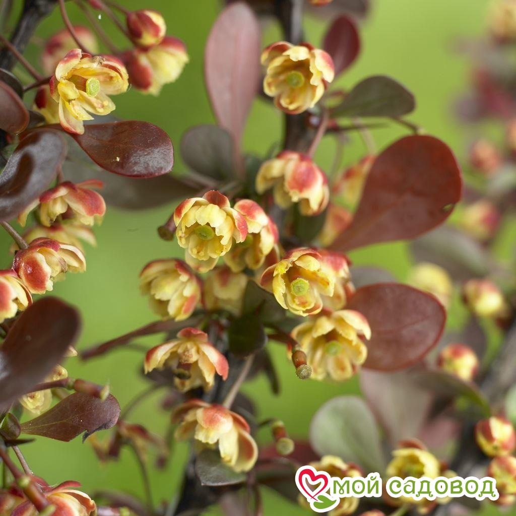 Барбарис Тунберга «Ред Чиф»