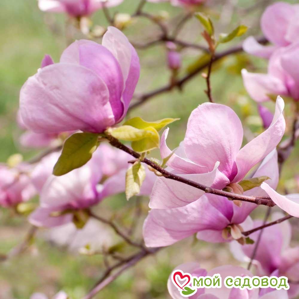 Магнолия гибридная Джордж Генри Керн