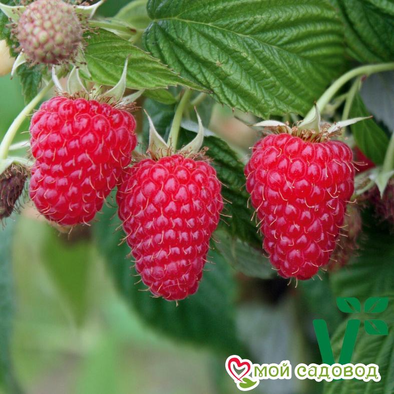 Малина крупноплодная Алтайская