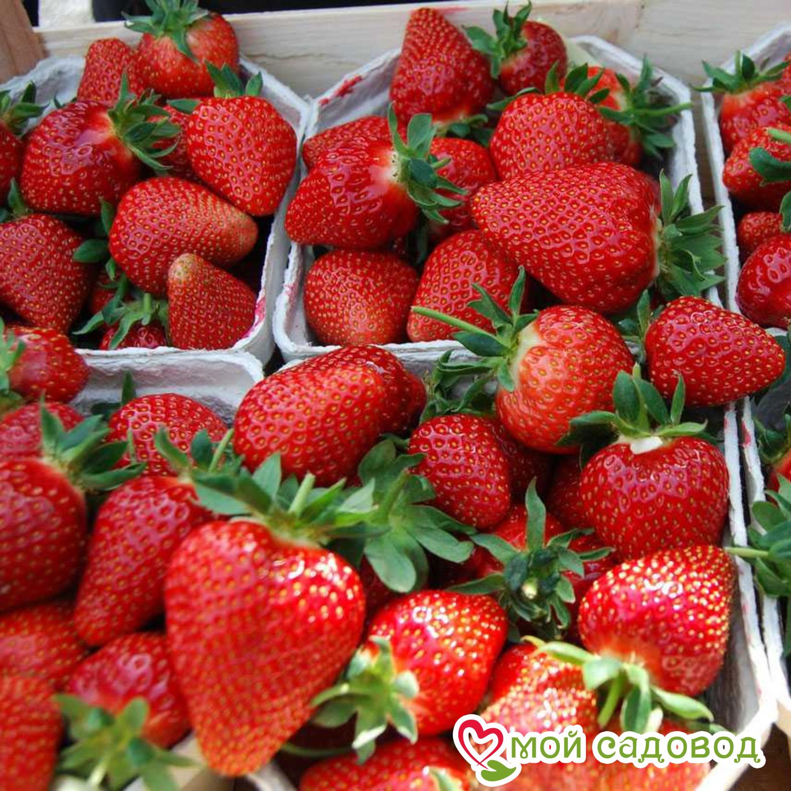 КЛУБНИКА (КРУПНОПЛОДНАЯ) ФЛЁР