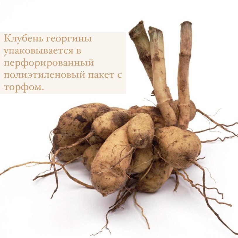 Георгина декоративная Даунхам Роял (DOWNHAM ROYAL)