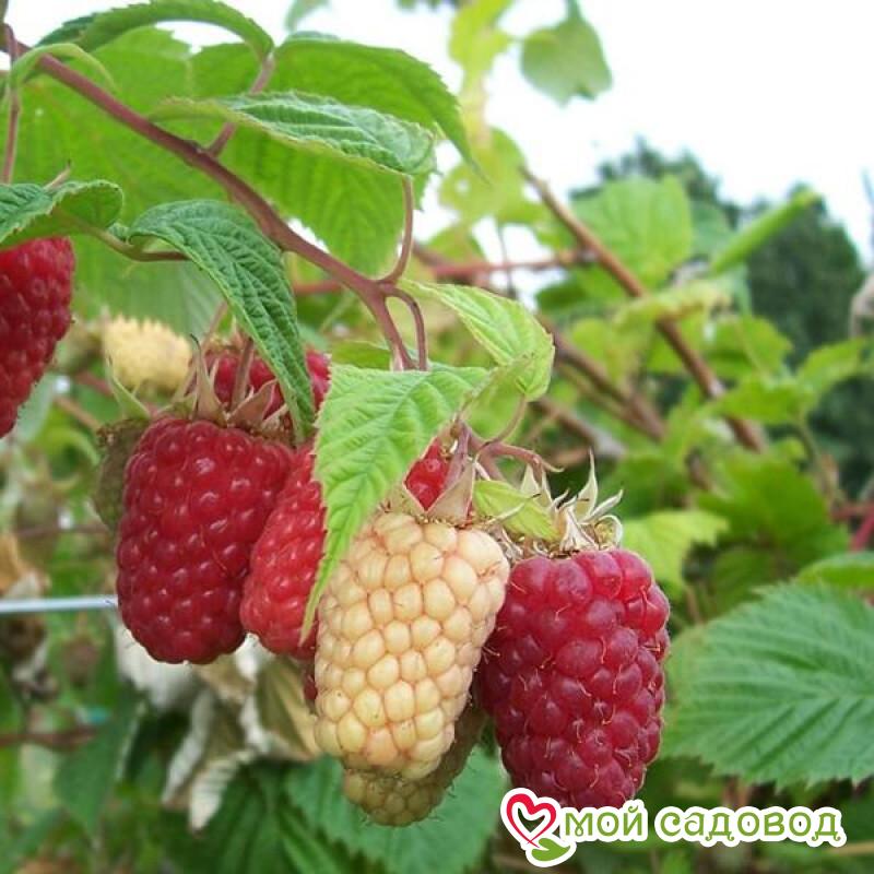 Малина ремонтантная Херитейдж