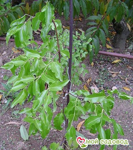 Зизифус Конфетный