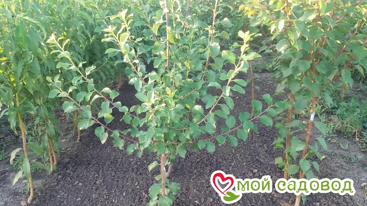 Слива Гордость Сибири